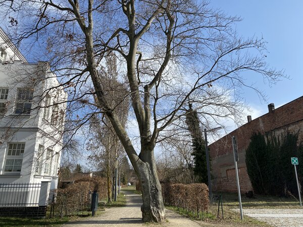 Blutbuche im Gr&uuml;nzug