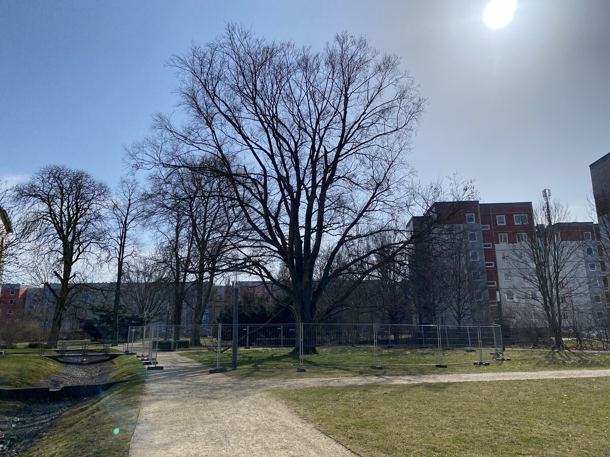 F&auml;llung der Rotbuche im Schlosspark notwendig