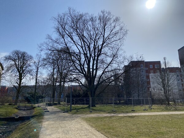 Bild vergr&ouml;&szlig;ern: F&auml;llung der Rotbuche im Schlosspark notwendig