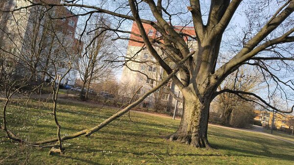 Bild vergr&ouml;&szlig;ern: F&auml;llung der Rotbuche im Schlosspark notwendig