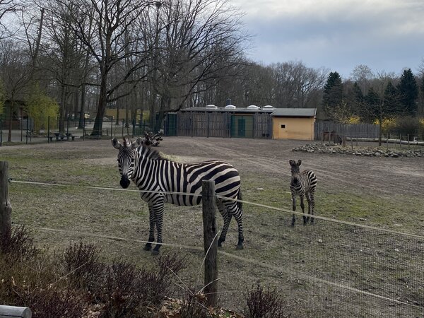 Bild vergr&ouml;&szlig;ern: Zebra_Tierpark_credit_Stadt-Finsterwalde_Anna-Lena_A�mus_quer