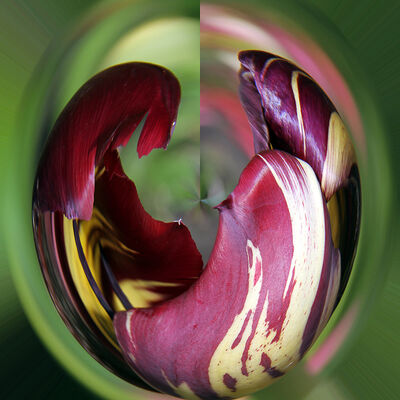 Florale Zwischenwelten - Tulpe1