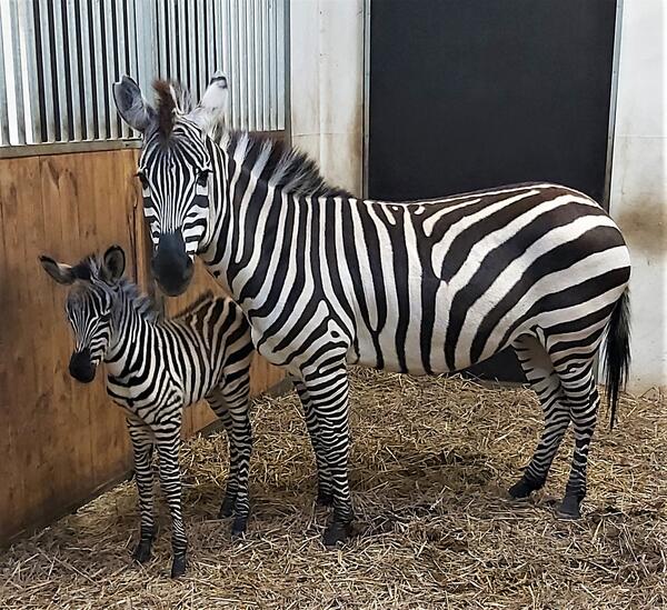 Zebra Kenia Tierpark Finsterwalde